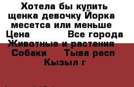 Хотела бы купить щенка девочку Йорка 2 месетса или меньше › Цена ­ 5 000 - Все города Животные и растения » Собаки   . Тыва респ.,Кызыл г.